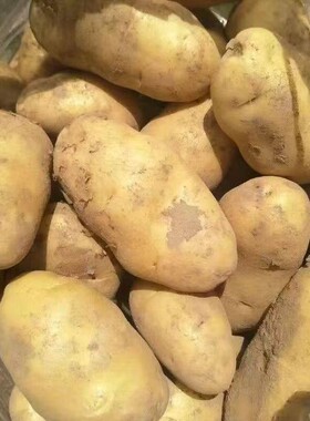 贵州高原山老品种土豆新鲜