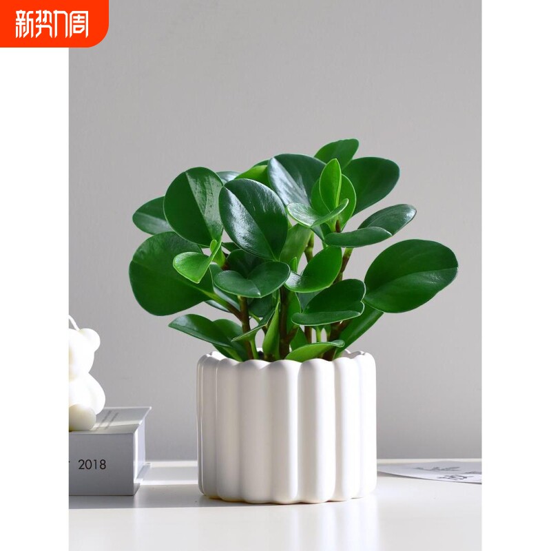 镜绿碧玉绿植小盆栽办公室内桌面装饰四季好养植物工位客厅卧室