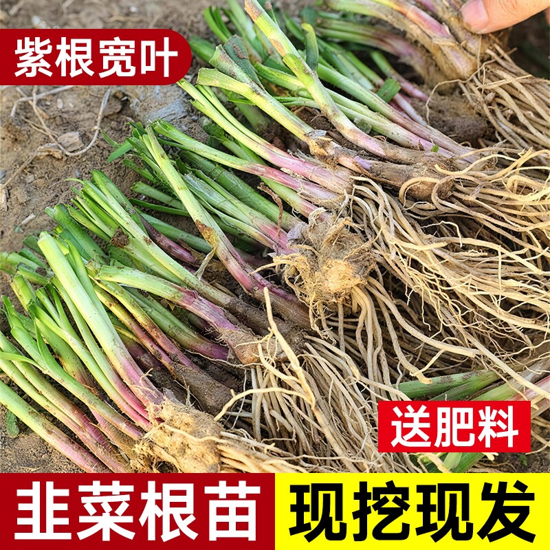 现挖四季韭菜根苗紫根红根大叶宽叶农家带土种子韭菜种籽高产阳台