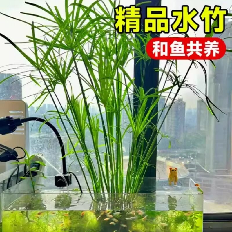 鱼缸专用水竹水培植物和鱼共养净化水质水草乌龟缸造景绿植旱伞草