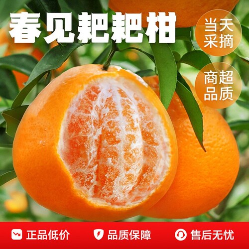 四川耙耙柑新鲜春见耙耙柑