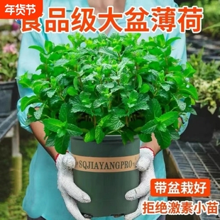 柠檬薄荷盆栽可食用迷迭香薄荷叶苗驱蚊草水培好养花卉室内绿植物