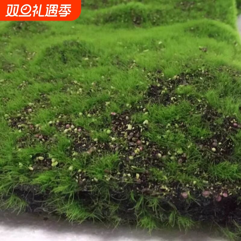 仿真绿植物墙青苔藓草皮仿真青苔草坪盆景草坪植物场景橱窗假苔藓