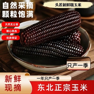 东北黑糯玉米棒粗粮早餐真空包装颗粒鲜大棒真空装现摘年货优质