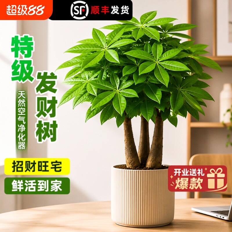 发财树盆栽植物客厅室内绿植小盆景四季常青花卉老桩办公室水培