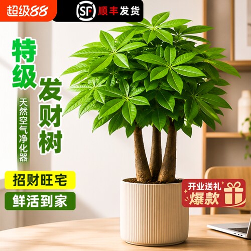 发财树好养盆栽植物客厅室内绿植小盆景四季常青花卉办公室水培