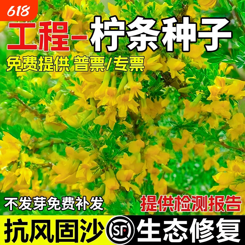 柠条种子抗风沙护坡固土灌木草籽耐寒工程绿化生态修复草种籽种植