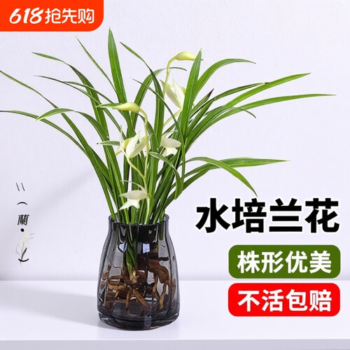 室内好养素心兰花|超1万次加购