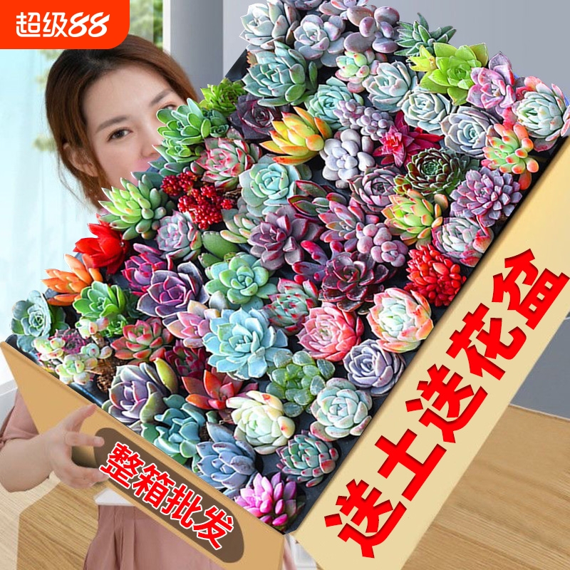 又便宜又好养的多肉哪里找？？？