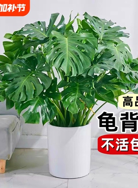 龟背竹盆栽老桩客厅大型绿植物室内吸甲醛四季常青水培富贵竹花卉