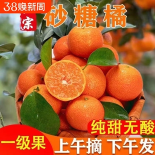 广西特产砂糖橘无籽沙糖桔甜橘子桔子蜜桔新鲜水果直供一整箱批发
