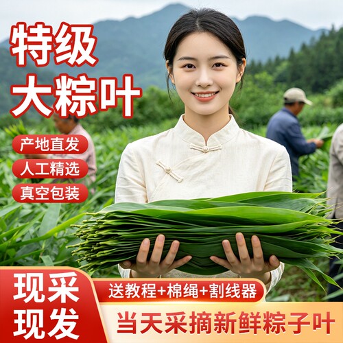 新鲜粽子叶特大粽叶箬叶端午节包粽子的叶子家用商用干送绳现摘
