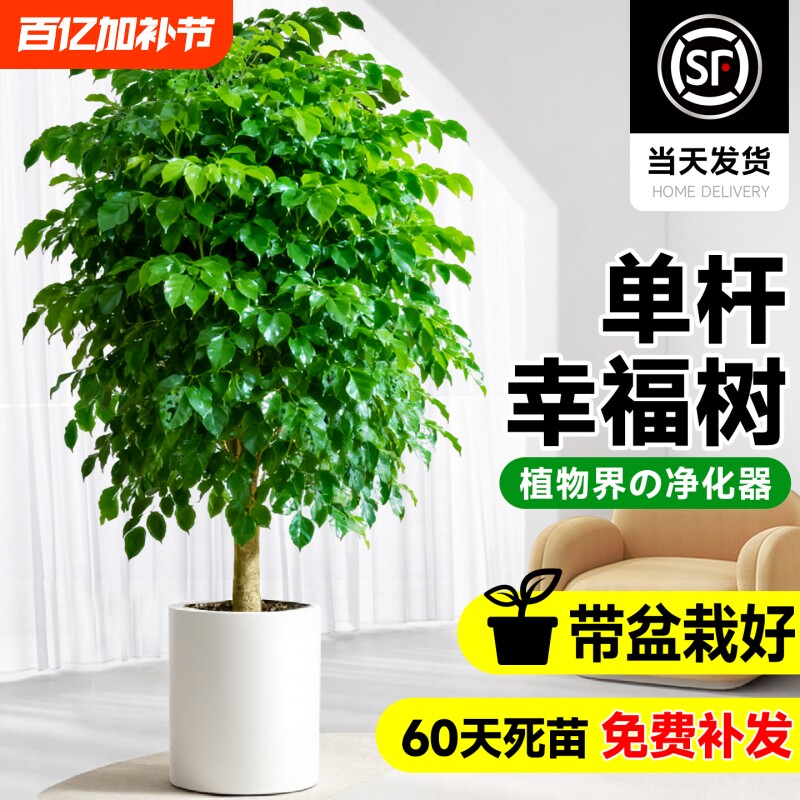 单杆幸福树盆栽室内客厅大型绿植净化空气绿宝盆栽新家除甲醛植物