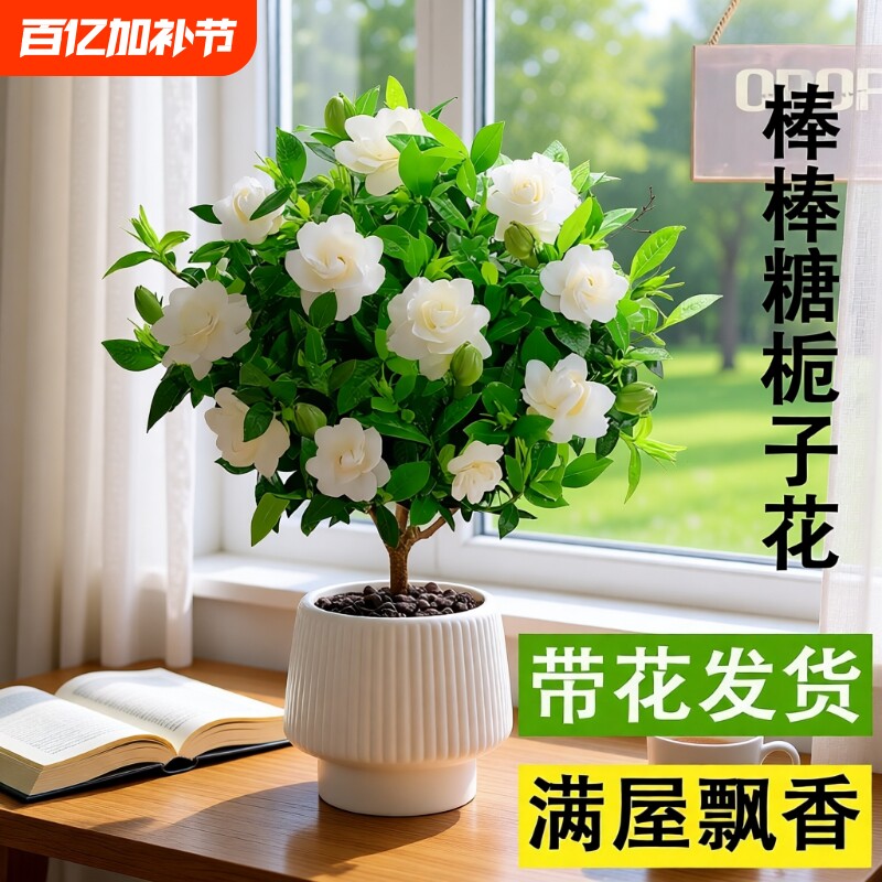 棒棒糖栀子花盆栽花卉绿植独杆四季开花大叶带花苞阳台浓香型植物