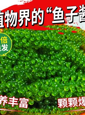 海葡萄即食盐渍海带海洋蔬菜绿色鱼子酱海藻凉拌菜寿司涮火锅食材