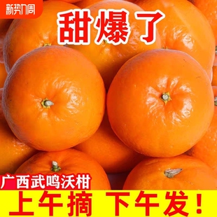 沃柑巨正宗广西武鸣新鲜柑橘当季 水果孕妇水果非无籽现摘自提皇后