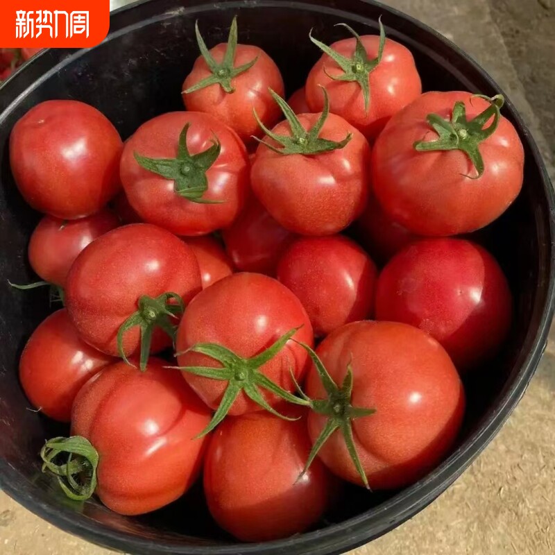 陕西泾阳普罗旺斯西红柿水果新鲜小番茄中果当季孕妇时令沙瓤大红