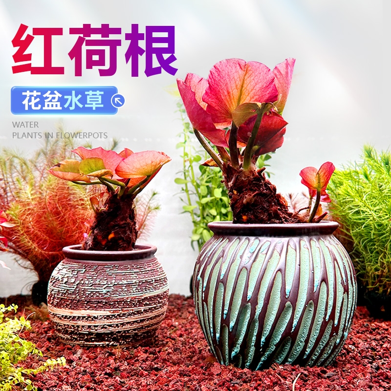 彩陶陶罐水草植物花盆定植红荷根睡莲阴性后景草淡水鱼缸造景摆件