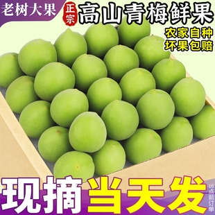 正宗高山青梅鲜果10斤当季新鲜现摘深山生酸梅子水果泡酒整箱包邮