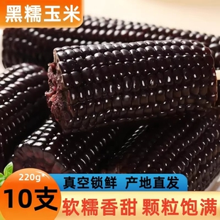 东北黑糯玉米黑玉米新鲜头茬真空包装农家自种软糯香甜黑糯玉米