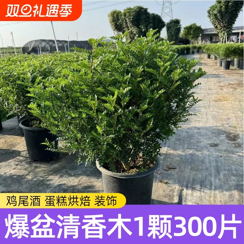 爆盆胡椒木清香木盆栽蛋糕装饰叶子西餐饮品烘培甜品点缀好养植物