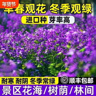 二月兰花籽四季春秋播种宿根耐寒花种子波斯菊牵牛花矢车菊开花