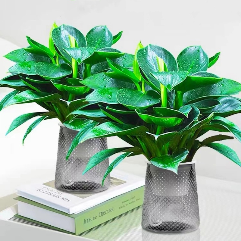 金钻水培盆栽大叶好养植物室内绿植桌面天堂鸟绿公主绿萝吸除甲醛