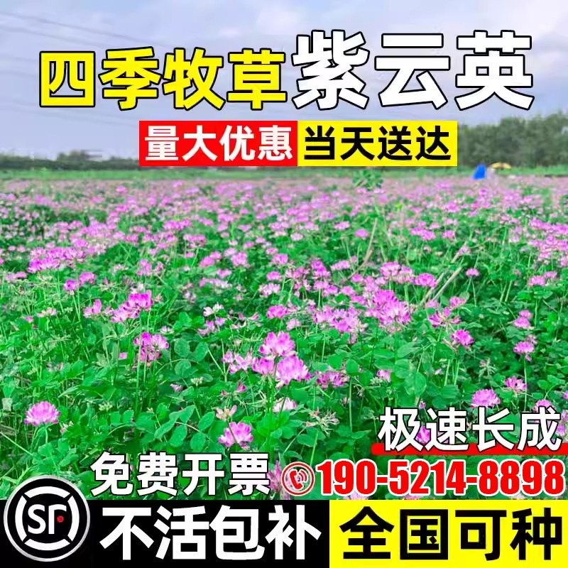 紫云英草籽四季高产多年生红花草反复收割畜牧养殖高蛋白牧草种子