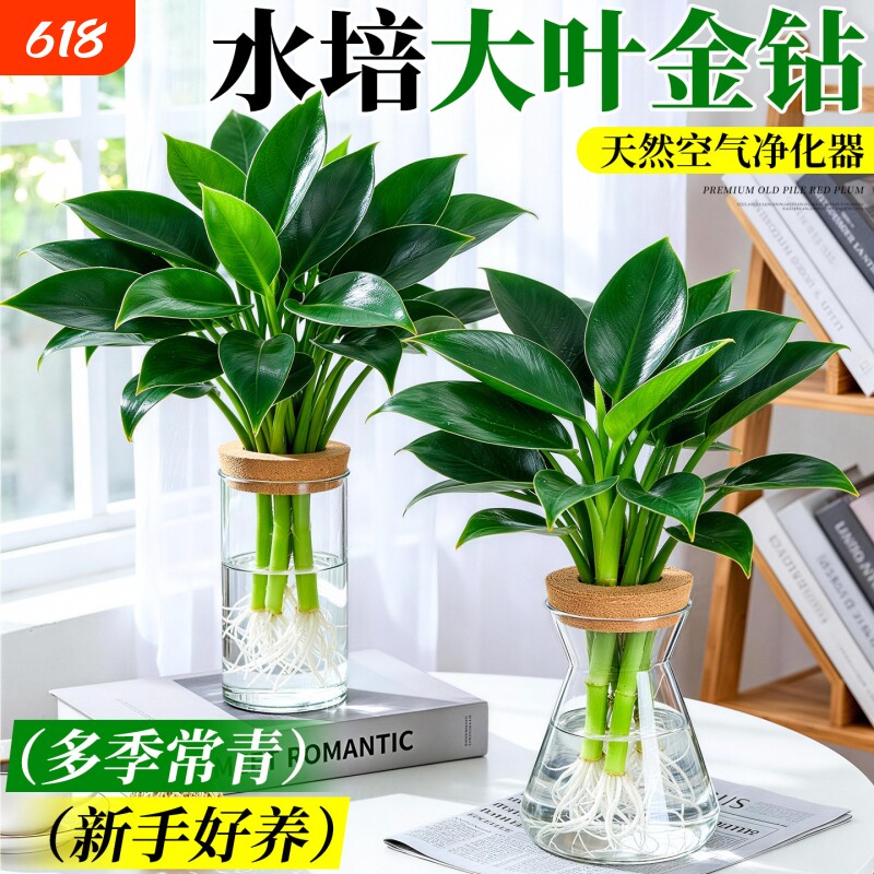 金钻绿公主水培绿植盆栽大叶客厅室内花卉植物办公室桌面四季好养