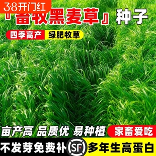 黑麦草种籽子种四季多年生耐寒牧草种籽畜牧养殖鸡鸭牛羊鱼草种子