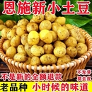 正宗湖北恩施小土豆现挖新鲜黄心土豆当季 蔬菜马铃薯洋芋宝宝辅食