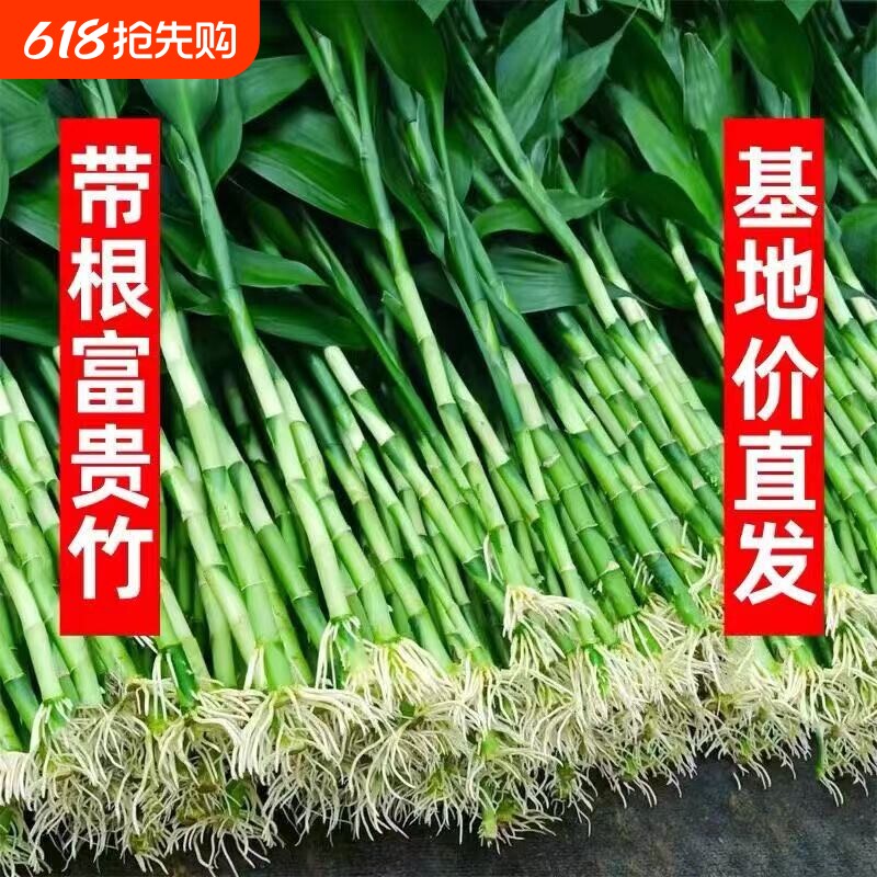富贵竹水培植物转运竹花卉绿植室内盆栽绿萝箩水养带根发财树好养