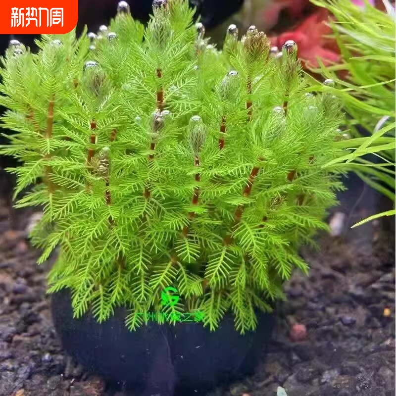狐尾藻坨草水草鱼缸水草造景鱼草缸绿植活净水懒人养鱼羽毛淡水