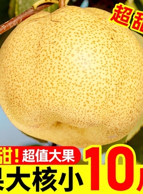 安徽特产雪梨现摘砀山酥梨新鲜梨子9斤水果梨正宗整箱汤山包邮