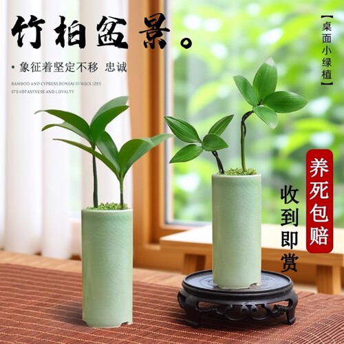 竹柏盆景迷你小盆栽驱蚊水培植物花卉办公室内桌面禅意绿植微景观