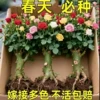 Товары от 官方国货甄选