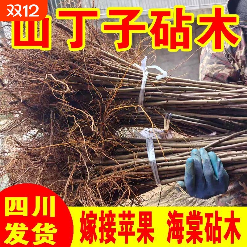 八棱海棠树苗山丁子嫁接苹果砧木海棠山丁子基地现挖现发小苗