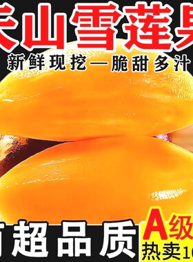 正宗云南天山雪莲果新鲜现挖雪莲果新鲜水果当季黄心白心雪莲果