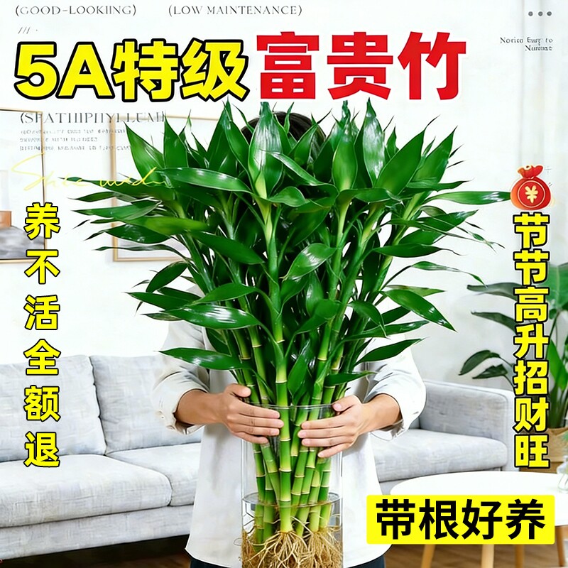 特级富贵竹带根水培植物客厅招财室内花卉绿植观音竹转运竹子盆栽