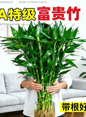 特级富贵竹带根水培植物客厅招财室内花卉绿植观音竹转运竹子盆栽