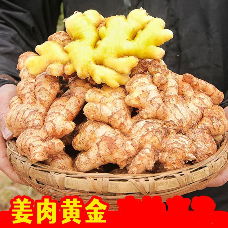 当季云南小黄姜新鲜生姜老姜现挖高山沙姜原产地蔬菜炒菜土姜种子 - 实物图