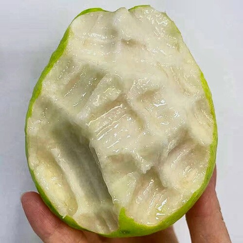 太便宜奶油广西白心芭乐软糯脆甜番石榴软心鸡屎果新鲜水果告白