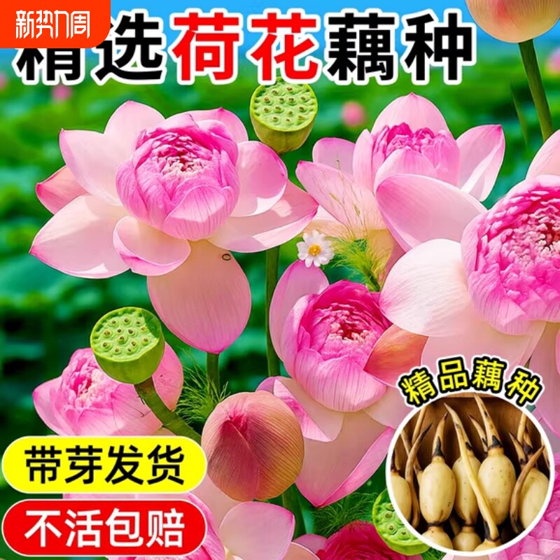 荷花盆栽藕种藕苗水养碗莲花苗缸栽睡莲水培绿植物花卉种子鱼池塘