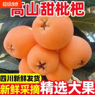 攀枝花米易枇杷新鲜水果大五星枇杷果当季时令高山琵琶果应季整箱