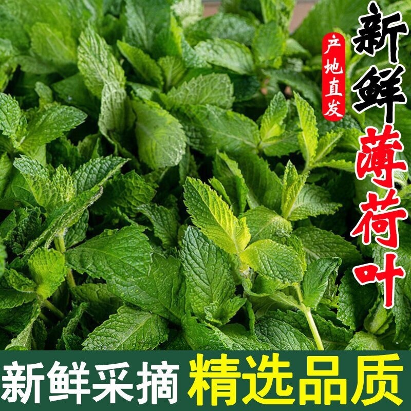云南新鲜薄荷叶现摘蔬菜食用西餐点缀调酒调味留兰香茶饮泡水专用