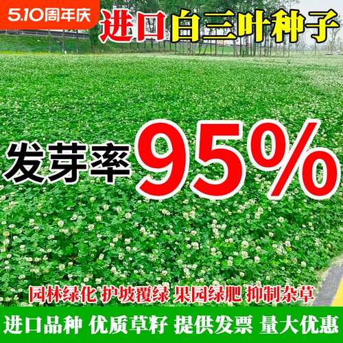 进口三叶草种子红三叶白三叶种籽幸运草四季常青耐寒绿化草坪草籽