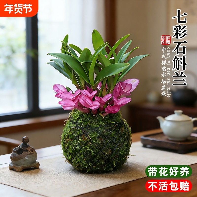 带花精品七彩香水紫云石斛兰花苗苔藓球绿植水培室内禅意盆栽花卉,鲜花速递/花卉仿真/绿植园艺,国兰/杂交兰/洋兰类,淘宝优惠券,粉丝福利购,淘宝优惠卷