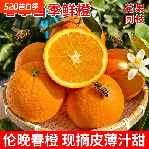 正宗湖北秭归伦晚脐橙旗官方旗舰店新鲜水果甜橙子春橙大果当季