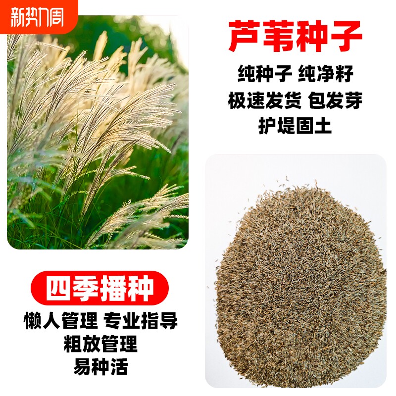 芦苇种子水生草种籽耐寒多年生宿根草籽净化水质护坡固土牧草种籽