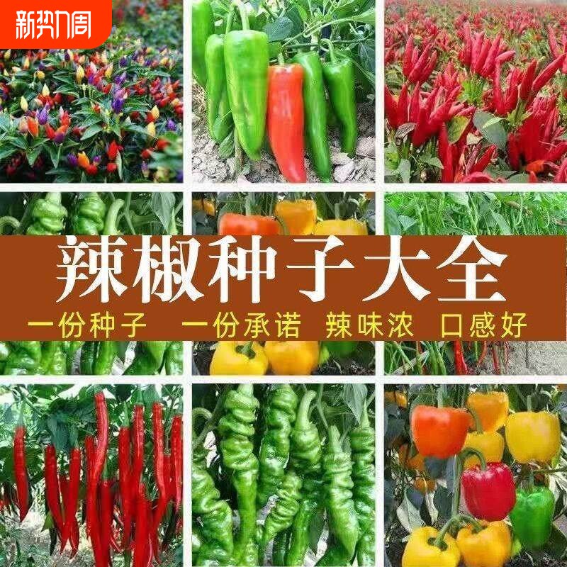 辣椒种子苗子青椒线杭椒朝天椒早熟高产家庭蔬菜种植盆栽阳台庭院